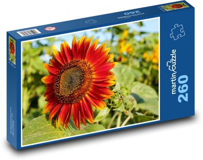 Slnečnica - červený kvet, pole kvetov - Puzzle 260 dielikov, rozmer 41x28,7 cm