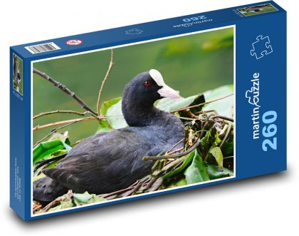 Lyska - Wasservogel, Tier - Puzzle - 260 Teile