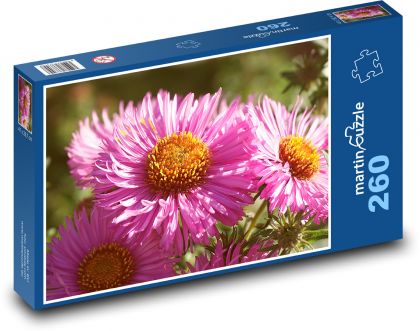 Rosa Blumen - Aster, Pflanzen - Puzzle - 260 Teile