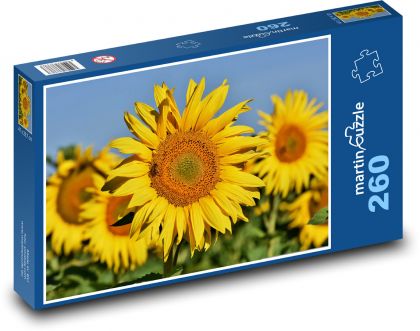 Slnečnicové pole - žlté kvety, leto - Puzzle 260 dielikov, rozmer 41x28,7 cm