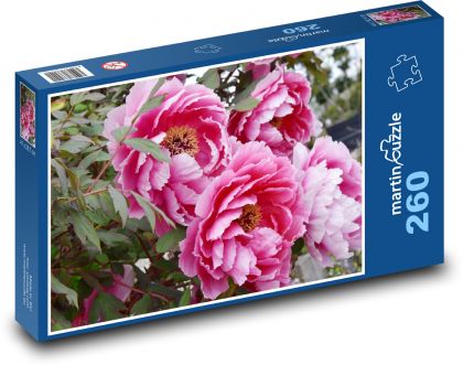 Piwonia kwiat - roślina, natura - Puzzle 260 elementów, rozmiar 41x28,7 cm
