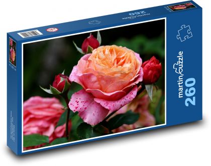 Ruže - kvet, rastlina - Puzzle 260 dielikov, rozmer 41x28,7 cm