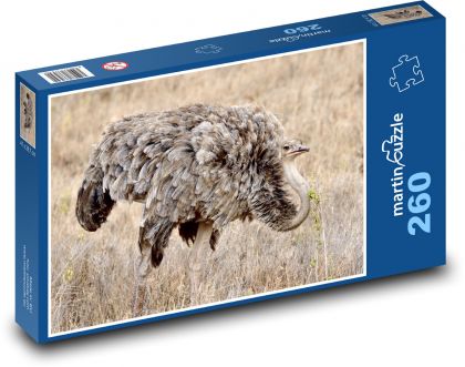 Samica strusia somalijskiego - zwierzę, ptak - Puzzle 260 elementów, rozmiar 41x28,7 cm