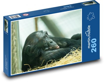 Šimpanz - opice, savec - Puzzle 260 dílků, rozměr 41x28,7 cm