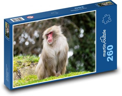 Monkey - mammal, zoo - Puzzle 260 pieces, size 41x28.7 cm 