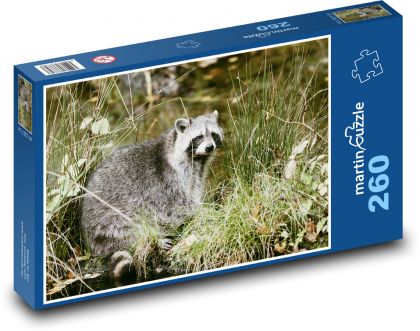 Szop pracz - zwierzę, natura - Puzzle 260 elementów, rozmiar 41x28,7 cm