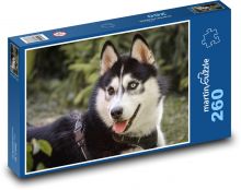 Husky - pes, domácí zvíře Puzzle 260 dílků - 41 x 28,7 cm