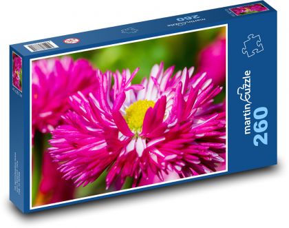 Astra - růžový květ, rostlina - Puzzle 260 dílků, rozměr 41x28,7 cm