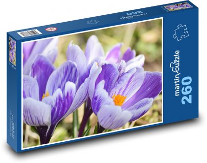 Krokusy - květ, jaro - Puzzle 260 dílků, rozměr 41x28,7 cm