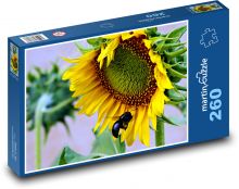 Slunečnice - květina, květ Puzzle 260 dílků - 41 x 28,7 cm