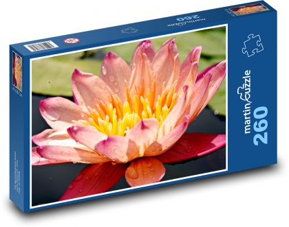 Leknín - vodní rostlina, květ - puzzle 260 dílků