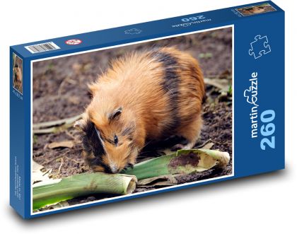 Świnka morska - zwierzę, ssak - Puzzle 260 elementów, rozmiar 41x28,7 cm