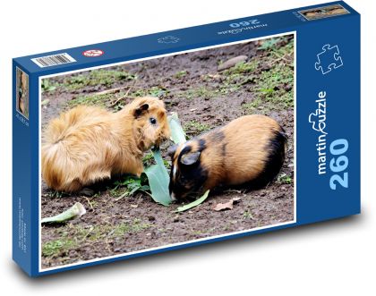 Peruánská morčata - domácí zvířata, hlodavci - Puzzle 260 dílků, rozměr 41x28,7 cm