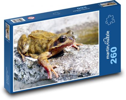 Frog - amphibian, animal - Puzzle 260 pieces, size 41x28.7 cm 