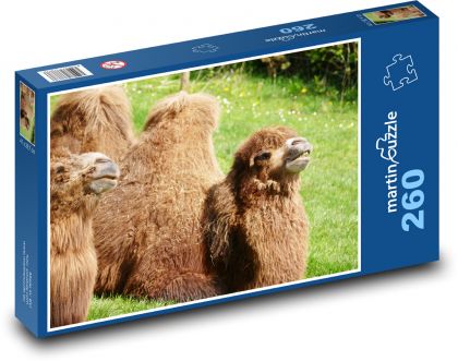 Wielbłąd - zwierzę, ssak - Puzzle 260 elementów, rozmiar 41x28,7 cm