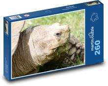Korytnačka - plaz, zviera Puzzle 260 dielikov - 41 x 28,7 cm 