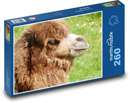 Kamel - Tier, Säugetier - Puzzle - 260 Teile