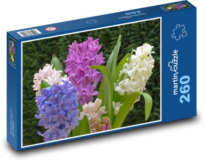 Hyacint - jarné kvety, rastlina - Puzzle 260 dielikov, rozmer 41x28,7 cm