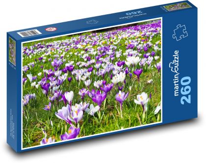 Krokus - květina, rozkvetvá louka - puzzle 260 dílků