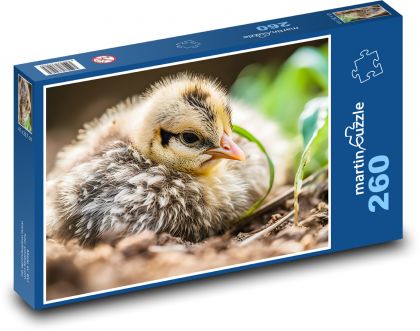 Vogel - Huhn, Jungtier - Puzzle - 260 Teile