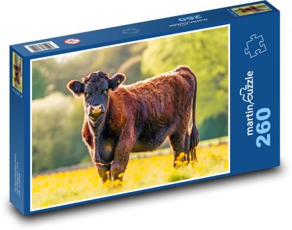 Kráva - savec, pastvina - puzzle 260 dílků