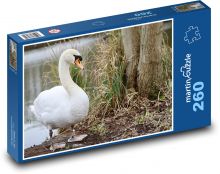 Labuť velká - vodní pták, jezero  Puzzle 260 - 41x28,7 cm