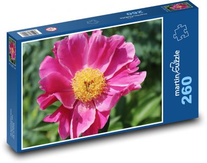 Růžová pivoňka - růžová květina, rostlina - Puzzle 260 dílků, rozměr 41x28,7 cm