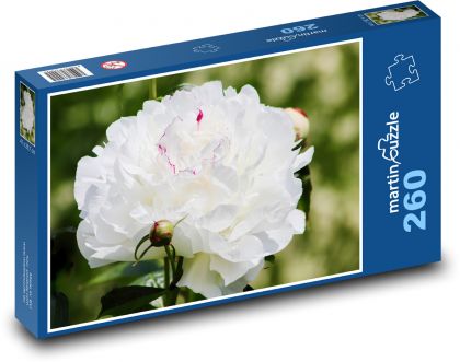 Pivoňka - biely kvet, rastlina - Puzzle 260 dielikov, rozmer 41x28,7 cm