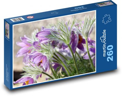 Koniklec - fialová květina, rostlina - Puzzle 260 dílků, rozměr 41x28,7 cm