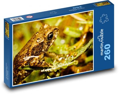 Frog - amphibian, animal - Puzzle 260 pieces, size 41x28.7 cm 