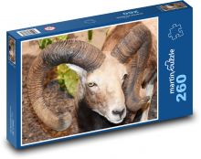 Ovce - zviera, rohy Puzzle 260 dielikov - 41 x 28,7 cm 