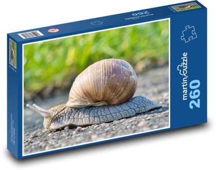 Hlemýžď - měkkýš, skořápka - puzzle 260 dílků