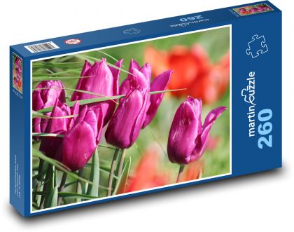 Růžový tulipán - květina, zahrada - Puzzle 260 dílků, rozměr 41x28,7 cm