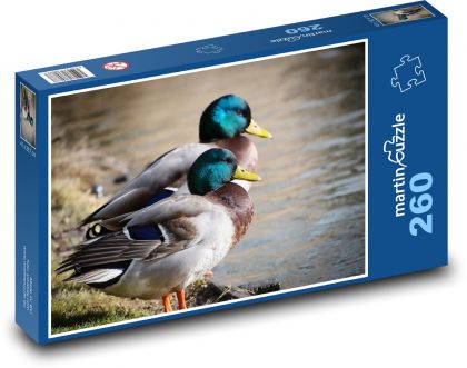Kachny - kachny divoké, ptáci - Puzzle 260 dílků, rozměr 41x28,7 cm