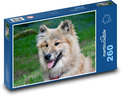 Eurasier - dog, animal - Puzzle 260 pieces, size 41x28.7 cm 