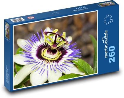 Mučenka - květ, rostlina - puzzle 260 dílků