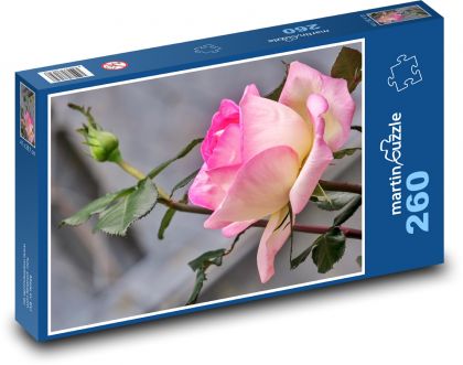Růže - květiny, zahrada - Puzzle 260 dílků, rozměr 41x28,7 cm