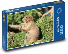 Pies preriowy - zwierzę, gryzoń Puzzle 260 elementów - 41x28,7 cm