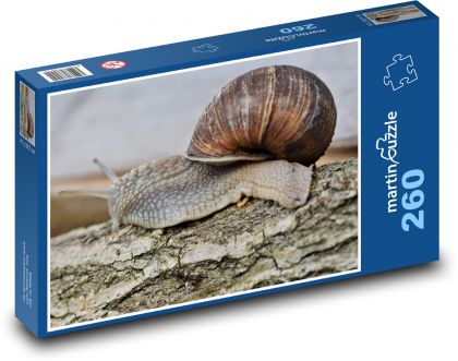 Snail - mollusc, shell - Puzzle 260 pieces, size 41x28.7 cm 