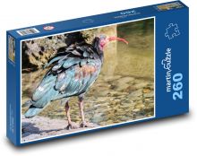 Ibis - pták, peří Puzzle 260 dílků - 41 x 28,7 cm
