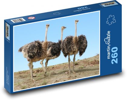 Pštrosi - bežci, zvieratá - Puzzle 260 dielikov, rozmer 41x28,7 cm