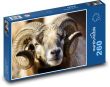 Owce - rogi, zwierzęta Puzzle 260 elementów - 41x28,7 cm