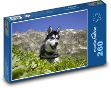 Husky syberyjski - pies, zwierzątko domowe Puzzle 260 elementów - 41x28,7 cm