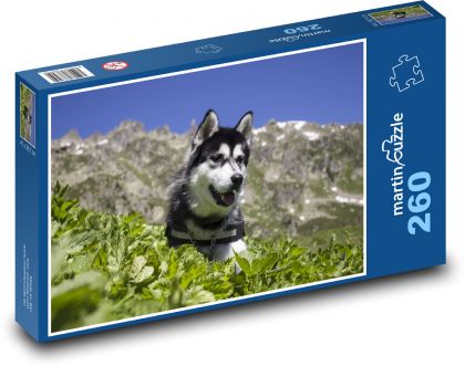 Sibiřský husky - pes, mazlíček - Puzzle 260 dílků, rozměr 41x28,7 cm