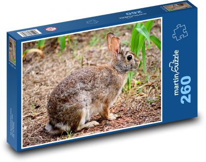 Wild rabbit - rabbit, animal - Puzzle 260 pieces, size 41x28.7 cm 
