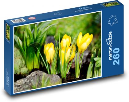 Krokusy - jarné kvety, žlté kvety - Puzzle 260 dielikov, rozmer 41x28,7 cm