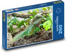 Leguán - ještěrka, plaz Puzzle 260 - 41x28,7 cm