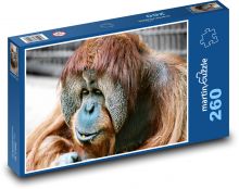 Opica - orangutan, zviera Puzzle 260 dielikov - 41 x 28,7 cm 