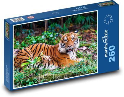 Tiger - predator, carnivore - Puzzle 260 pieces, size 41x28.7 cm 