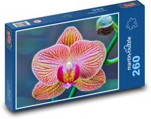 Orchidej - květina, květ Puzzle 260 dílků - 41 x 28,7 cm